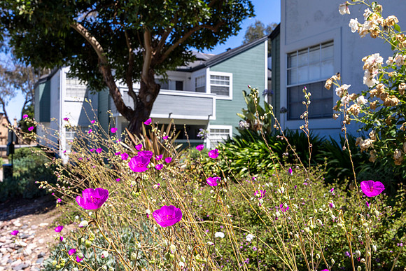 Scripps Landing Lower Property 02
