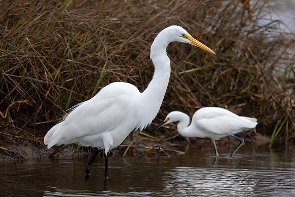 Birds December 16 2012 055