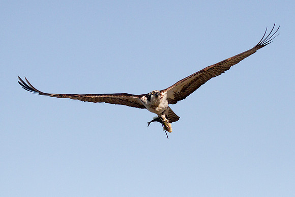 Birds February 2 2016 079
