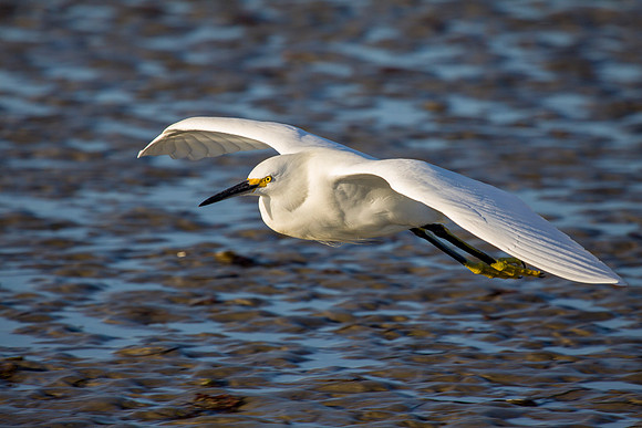 Birds December 17 2012 038