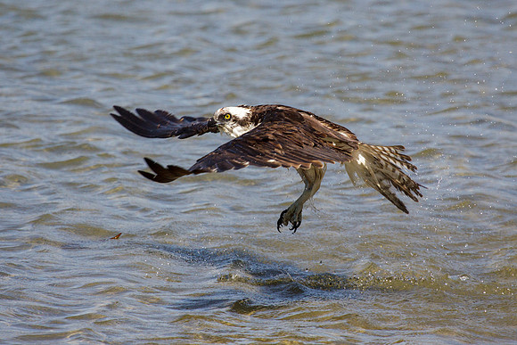 Birds April 19 2013 063