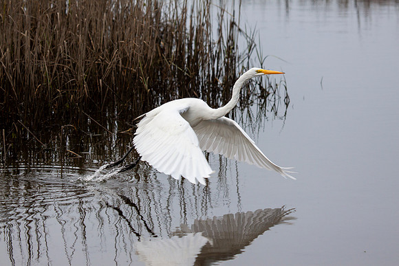 Birds December 16 2012 002